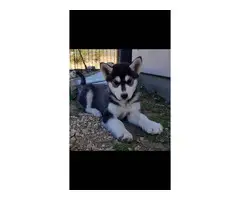 3 purebred Husky puppies for sale - 11