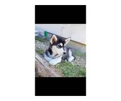 3 purebred Husky puppies for sale - 12