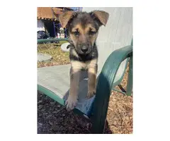 8 German Shepherd puppies for sale