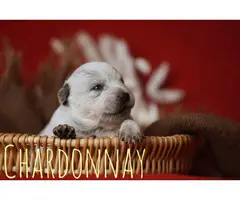 10 Blue and Red Heeler puppies available for adoption
