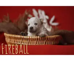 10 Blue and Red Heeler puppies available for adoption - 6