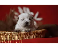 10 Blue and Red Heeler puppies available for adoption - 8