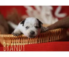10 Blue and Red Heeler puppies available for adoption - 9