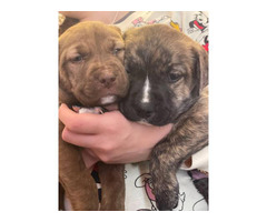 Male and female Pitsky puppies