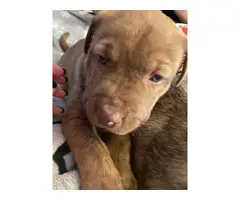 Male and female Pitsky puppies - 5
