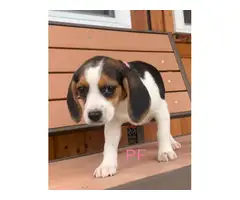 Beagle puppies - 2