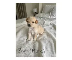 Chihuahua poodle puppies ready for rehoming