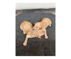 Standard Goldendoodle puppies - 2