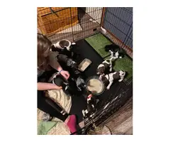 7 AKC German Shorthaired Pointer puppies for sale
