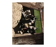 7 AKC German Shorthaired Pointer puppies for sale - 2
