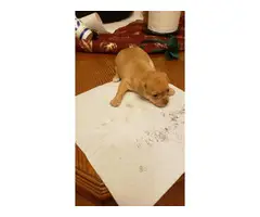 Apple head Chihuahua puppy - 2