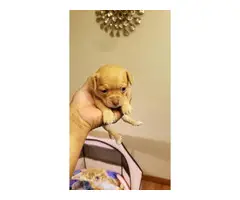 Apple head Chihuahua puppy - 3