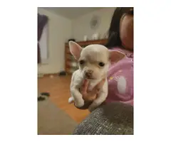 Apple head Chihuahua puppy - 4