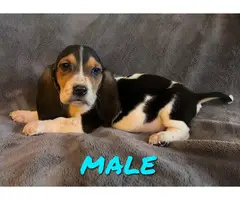 3 Bassett Hound puppies ready for rehoming