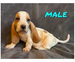 3 Bassett Hound puppies ready for rehoming - 2