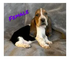 3 Bassett Hound puppies ready for rehoming - 3