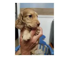 Long-haired mini dachshund puppies for sale - 2