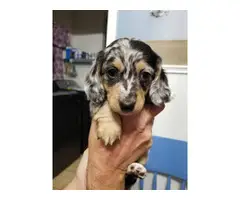 Long-haired mini dachshund puppies for sale - 4