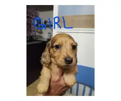 Long-haired mini dachshund puppies for sale - 5