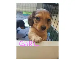Long-haired mini dachshund puppies for sale - 6