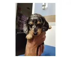 Long-haired mini dachshund puppies for sale - 7
