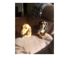 Long-haired mini dachshund puppies for sale - 8