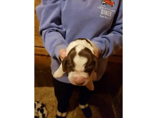 Liver and white Akc English springer spaniel puppies for sale - 1/5