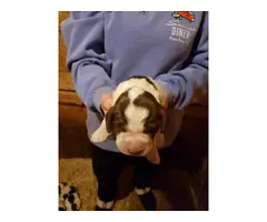 Liver and white Akc English springer spaniel puppies for sale