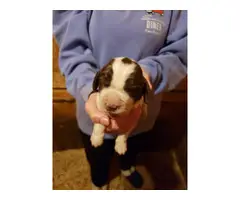 Liver and white Akc English springer spaniel puppies for sale - 2