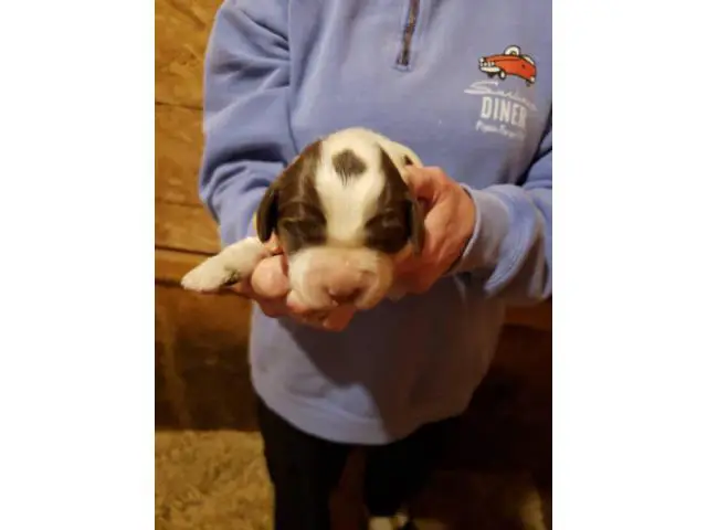 Liver and white Akc English springer spaniel puppies for sale - 3/5