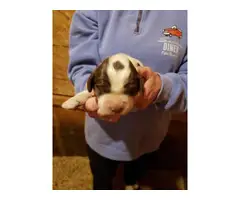 Liver and white Akc English springer spaniel puppies for sale - 3