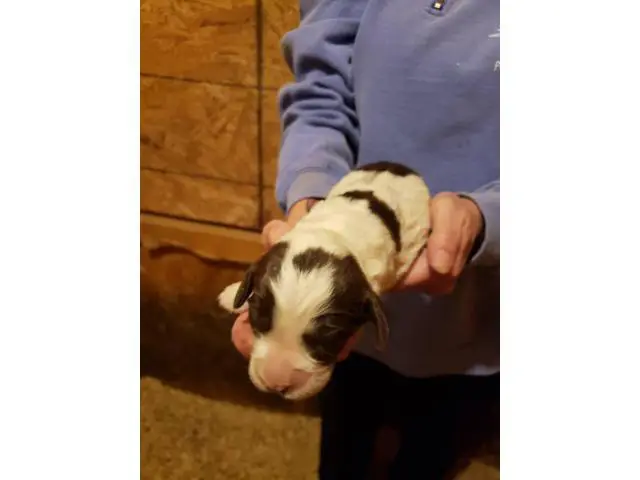 Liver and white Akc English springer spaniel puppies for sale - 4/5