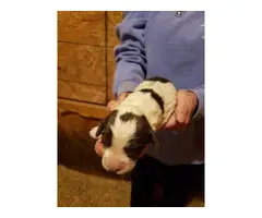Liver and white Akc English springer spaniel puppies for sale - 4