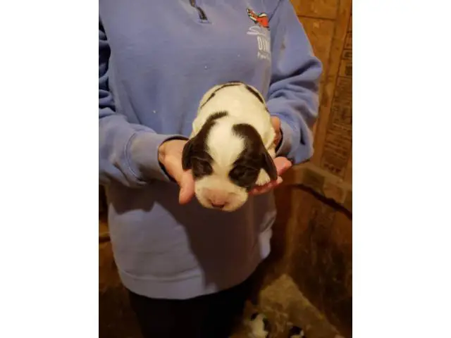 Liver and white Akc English springer spaniel puppies for sale - 5/5