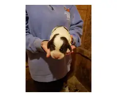 Liver and white Akc English springer spaniel puppies for sale - 5