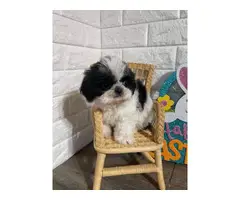 Imperial Shih-tzu puppies for Sale