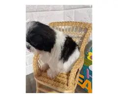 Imperial Shih-tzu puppies for Sale - 2