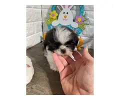 Imperial Shih-tzu puppies for Sale - 3