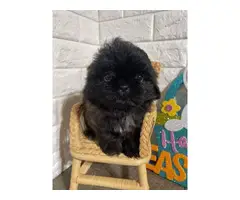 Imperial Shih-tzu puppies for Sale - 5