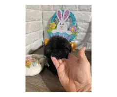 Imperial Shih-tzu puppies for Sale - 7