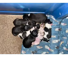 Adorable Rat Terrier puppies for sale - 3