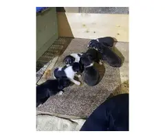 Adorable Rat Terrier puppies for sale - 4
