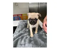 4 adorable purebred Pug puppies looking for a great home