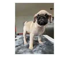 4 adorable purebred Pug puppies looking for a great home - 2