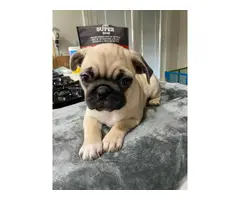 4 adorable purebred Pug puppies looking for a great home - 3