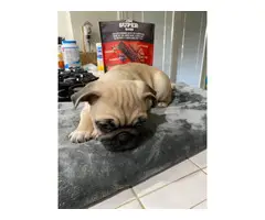 4 adorable purebred Pug puppies looking for a great home - 4
