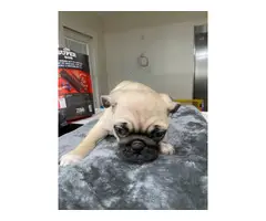 4 adorable purebred Pug puppies looking for a great home - 5