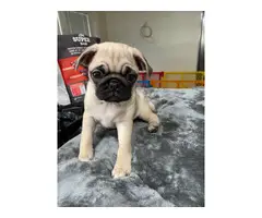 4 adorable purebred Pug puppies looking for a great home - 7