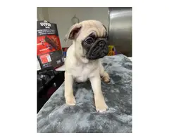 4 adorable purebred Pug puppies looking for a great home - 8