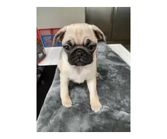 4 adorable purebred Pug puppies looking for a great home - 9